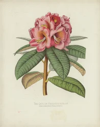 The Ceylon Rhododendron